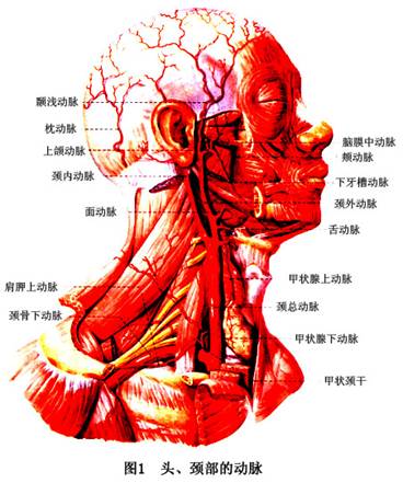 是头颈部的主要动脉干,在甲状软骨上缘分支为颈内动脉和颈外动脉(图1)