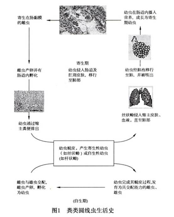 类圆线虫病