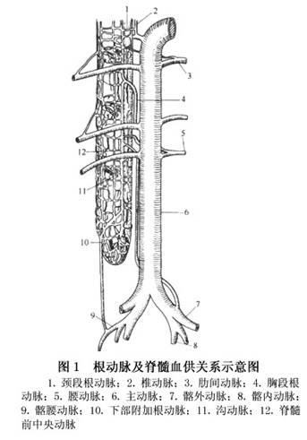 根动脉又分为前根动脉和后根动脉,分别参与组成脊髓前中央动脉和脊髓