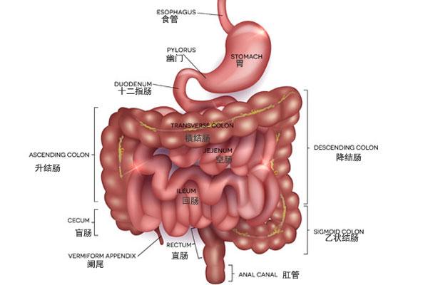 空肠,回肠:空肠起自十二指肠空肠曲,下连回肠,回肠连接盲肠.