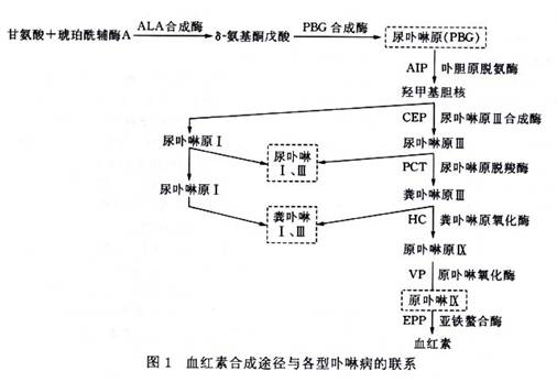 卟啉病病理图图片