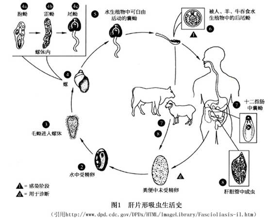 胰阔盘吸虫结构图片