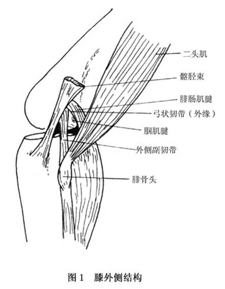 膝盖外侧副韧带痛图片
