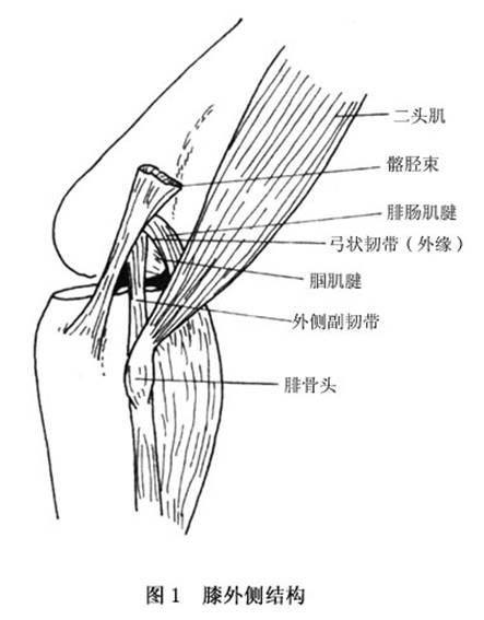 大腿韧带 位置图图片