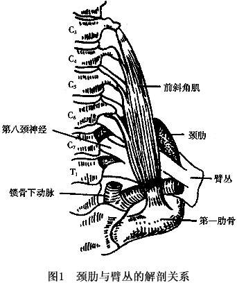 中斜角肌,第一肋骨上缘所构成的三角形间隙,进入腋部,臂丛的下组位于