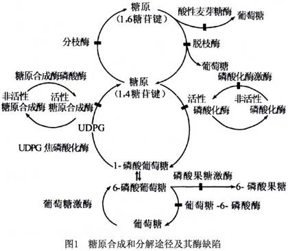 本病因肝磷酸化酶部分缺陷所致,因此,病變相對較輕. 收起