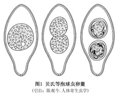 贝氏等孢球虫寄生在人十二指肠末端和近端空肠上皮细胞内.