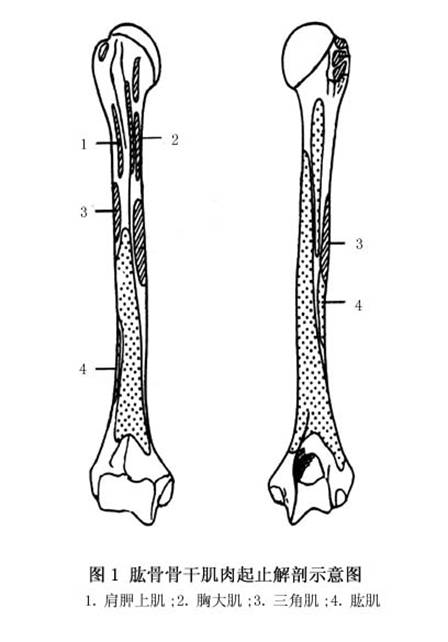 肱骨的解剖图手绘图片